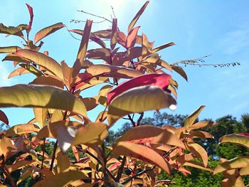 Low angle view of flowers blooming against sky