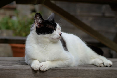 Close-up of cat sitting on floor
