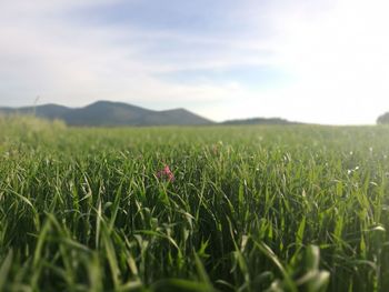 Scenic view of field against sky