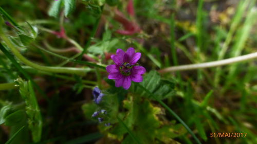 Close-up of flower blooming outdoors