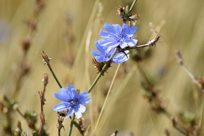 Close-up of purple flowering plant