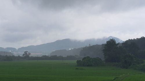 Scenic view of trees on field against sky