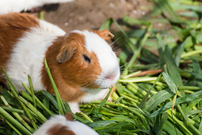 Close-up of guinea pig on grass