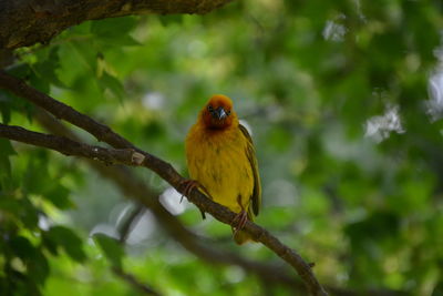 Close-up of bird perching on tree