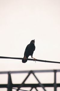 Low angle view of bird perching on fence against clear sky