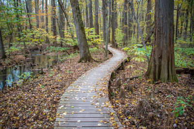 Boardwalk at forest during autumn