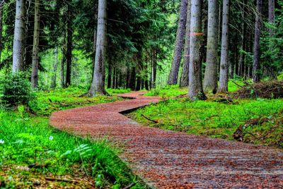 Narrow footpath along trees in forest