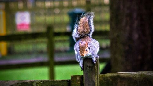 Close-up of bird perching on wooden post