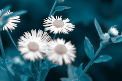 Close-up of white flowering plants