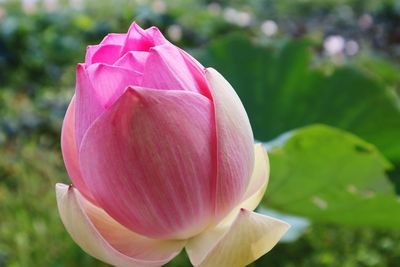 Close-up of pink water lily