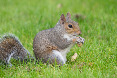 Portrait of an eastern grey squirrel eating a monkey nut