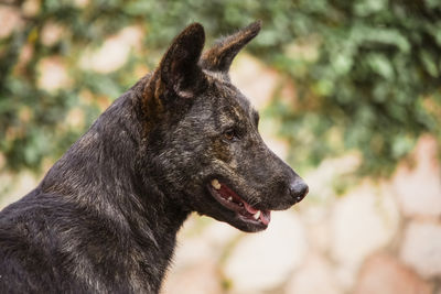 Close-up of a dog looking away