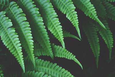 Close-up of fern leaves