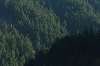 Pine trees in forest against sky