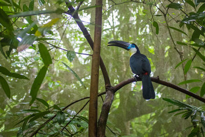 Bird perching on a tree