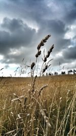 Plants growing on field against sky