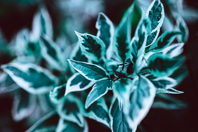 Close-up of green leaves on plant