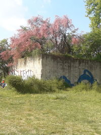 Trees on field against sky