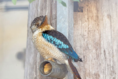 Blue-winged kookaburra