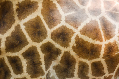 Full frame shot of giraffe skin