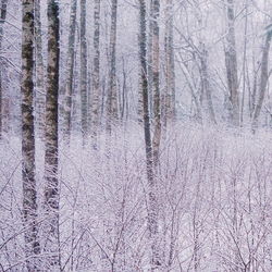 Bare trees in forest