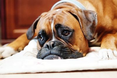 Close-up portrait of dog resting