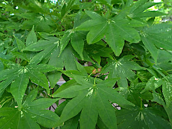 High angle view of raindrops on leaves