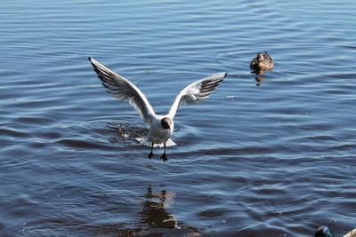 Seagull flying over water