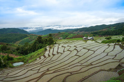 Scenic view of agricultural field against sky