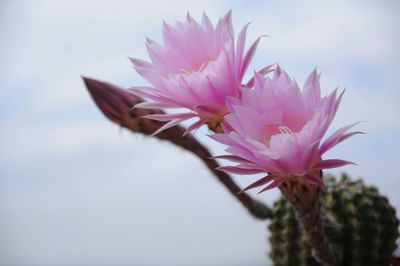 Close-up of pink flower against sky