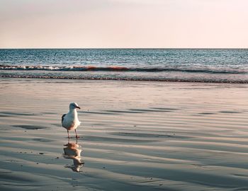 Seagull on beach