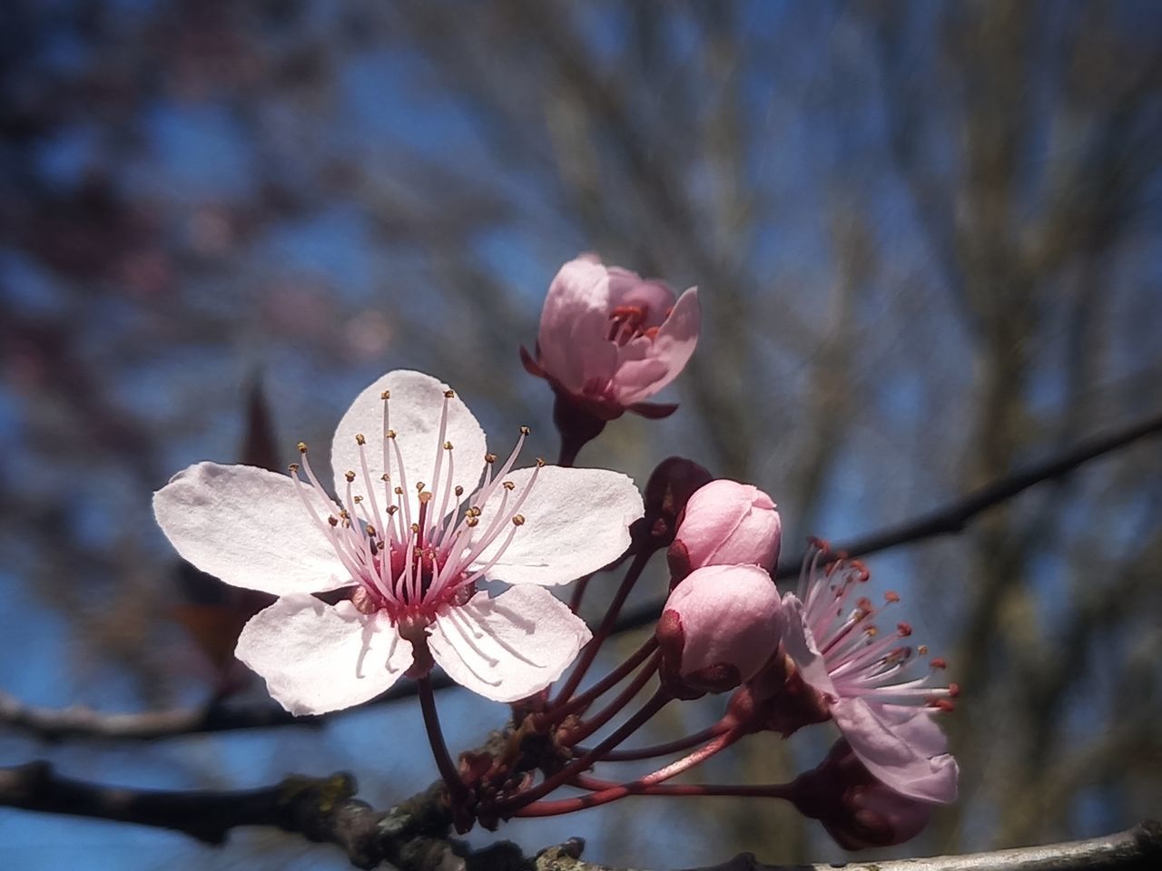 CLOSE-UP OF PINK CHERRY BLOSSOM TREE