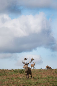 Deer standing on field against sky