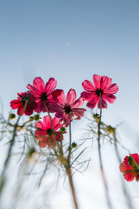 Low angle view of pink flowering plants against sky