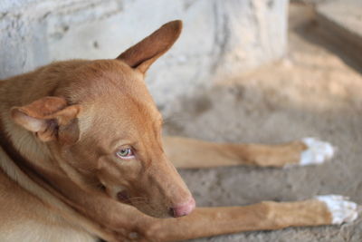 Close-up of a dog