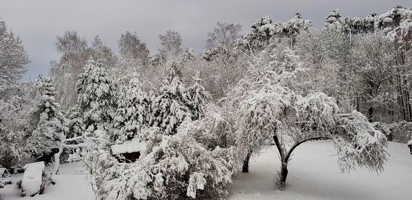 Frozen trees in forest during winter