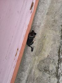 High angle view of black dog on footpath