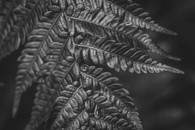 Close-up of fern