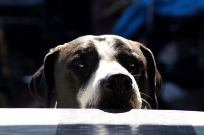 Close-up portrait of dog looking at camera