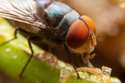 Close-up of fly