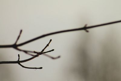 Close-up of twigs