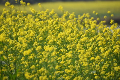 Scenic view of oilseed rape field