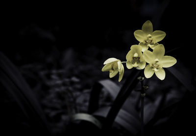 Close-up of yellow flowers blooming outdoors