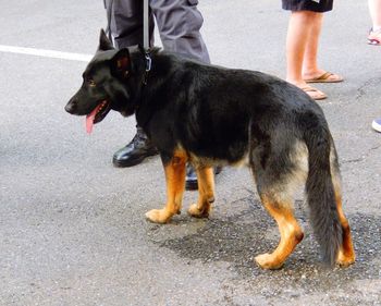 Close-up of dog on road