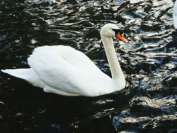 Close-up of swan swimming on lake