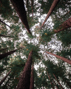 Low angle view of tree in forest