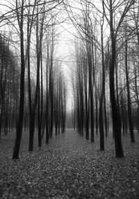 Surface level of footpath amidst trees