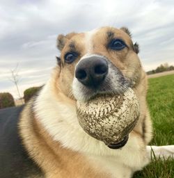 Close-up portrait of dog on field