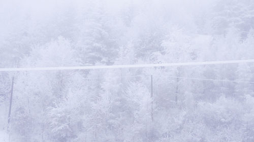 Close-up of frozen tree