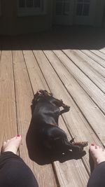 Dog resting on tiled floor